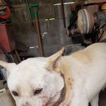 [꼭조언부탁] 할아버지께서 키우시던 개가 조현병 환자에게 폭행당했습니다