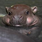 [이것좀봐줘] 패스트<b>샴푸</b>