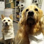 [강아지] 진도<b>믹스</b>와 리트리버를 함께 키울 때의 위험성ㅋ