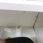 고양이 <b>활발</b>한거 정상이야??