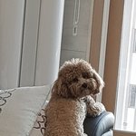 [19] <b>강쥐</b>