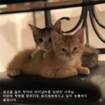 사무실에 입양된 <b>아가</b> 냥이들