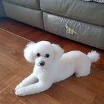 <b>울집</b> 댕댕이 자랑