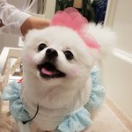 [강아지] 내새끼자랑