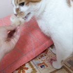 나의 동거묘 <b>도칠</b>이 털