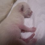 [고양이] 나는 열한살 할배 고양이 싼쵸옹 11