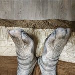 [방탄소년단] 융기 운동해서 <b>발도</b> 근육질 됐댘ㅋㅋㅋ