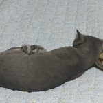 [고양이] 8년차 모생 <b>몽이</b>의 첫 캣닢 체험