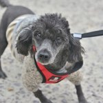 구찌/푸들/여아/3살/3.8kg   <b>듬직</b>하고 폭실한 골격을 가지고...