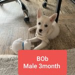 [강아지] 풀숲에 버려진 <b>어미</b>와 7남매