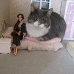 인형집 냥이 <b>습격</b>사건