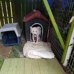 [강아지] 풀숲에 7남매와 버려진 <b>어미</b>