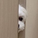 [강아지] 10개월 <b>귀염</b>뽀짝 말티즈를 소개합니당 ~><