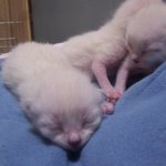 [고양이] 나는 열한살 할배 고양이 싼<b>쵸</b>옹 12