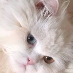 [댓글부탁해] 고양이 <b>주사</b>뭐뭐 맞혀야함