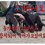 [도와주세요] 이 아이들 살려줄수 있도록 해줄수 있나요..?