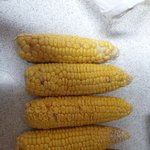 (제주 파O스)  옥수수 쓰레기가왔어요