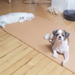 [강아지고양] <b>평화</b>로운 우리집