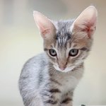 우리집 고양이 주제로 유튜브 시작했는데 다들 와<b>쥬</b>랑