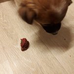 [강아지] 우리 똥강아지 <b>동발</b>이