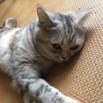 [드루와] 울 고양이 ㄹㅇ <b>더위</b>먹은거같음