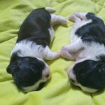 시<b>츄</b> 가족이에요