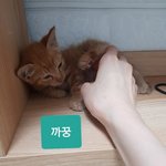 [고양이] 아깽이들 가족이 되어주세요