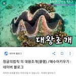 [댓글부탁해] 정법에 나온 <b>대왕</b>조개 찾아봤는대
