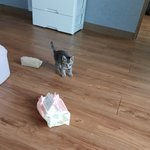 울산 <b>동구</b> 새끼고양이 데려가실분?