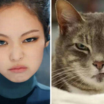 [블랙<b>핑크</b>] 제니 고양이 맞네