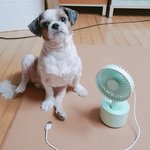 [개냥] <b>평화</b>로운 우리집