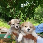 [강아지] 2개월 남매 가족이 되어주세요