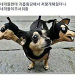 [댓글부탁해] <b>활발</b>한고양이이름정해주라ㅠㅠ