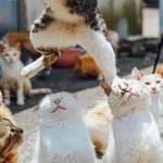 냥<b>아치</b> 소리 괜히 나오는 거 아냐