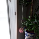 이 <b>식물</b> 이름이  뭔가요???  아시는분 좀 알려주세요