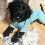 [강아지] 안녕하세요 덕<b>팔</b>이라고 해요 +_+