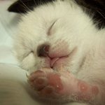 [고양이] 나는 열한살 할배 고양이 싼쵸옹 13