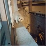 [댓글부탁해] 동네 고양이들 <b>명당</b>이 된 창문