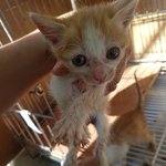 [고양이] 1개월된 아깽이들