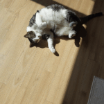 [고양이] 사람눈을 빤히 쳐다보는 고양이