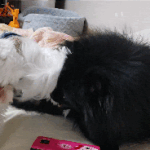 큰 댕댕<b>아</b>!! <b>나</b>의 필살기를 받아라!