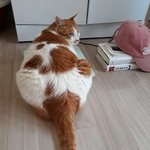 나의 동거묘 <b>도칠</b>이