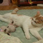 [고양이] 나는 열한살 할배 고양이 싼쵸옹 14