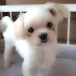 <b>도담</b>/말티즈/남아(중성화완료)/1살/1.2kg *흰색털이 인형같은...