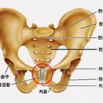 치골의 <b>위치</b>래