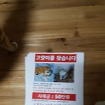 [댓글부탁해] 잃어버린 냥이