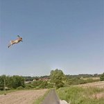 우연히 <b>로드맵</b>에 잡힌 동물들