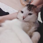 [야옹이] 당신이 버려서 다행인 고양이