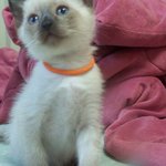 [고양이] (추가) 나는 열한살 할배 고양이 싼쵸옹 15
