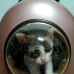 [고양이] 나는야 개냥이 <b>딱지</b>~~!!~~!! (3)